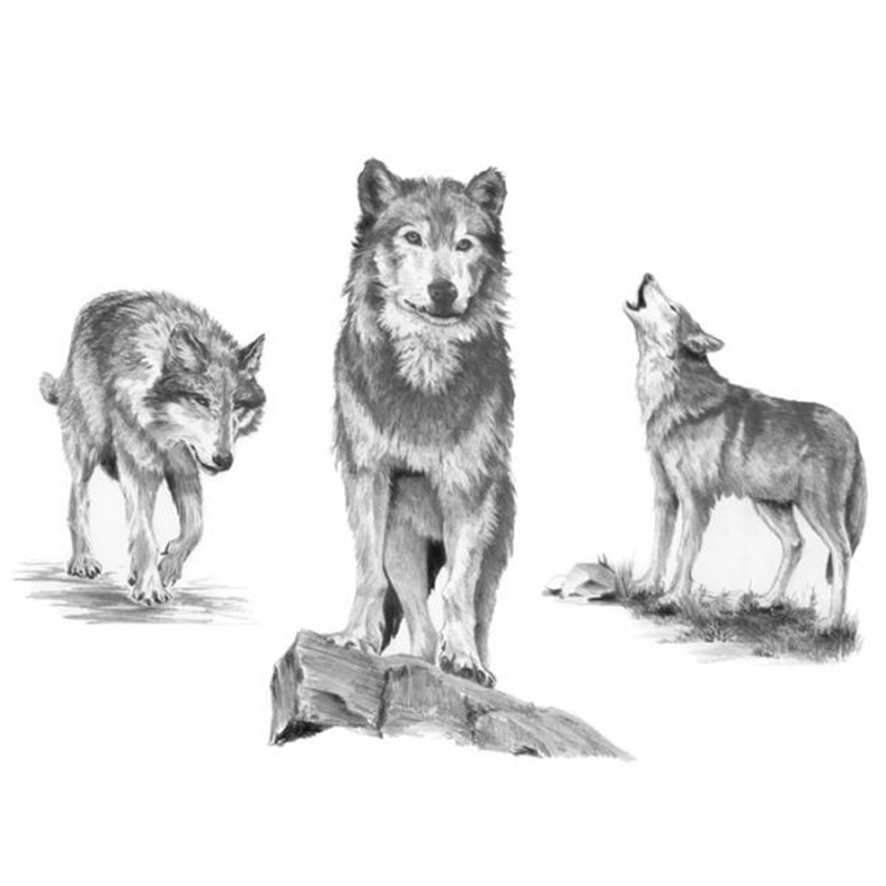 SKBNL2 – Wolves