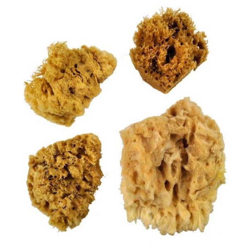 Set 4 bureti naturali, Royal Brush, Sea Wool Sponges