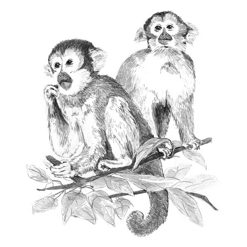 Set-schite,-Royal-Langnickel,-17-–-Monkeys